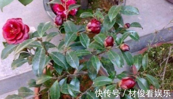 茶花|养花“学会1招”,盆里埋上“它”,枝叶呼呼窜,养啥都“爆盆”