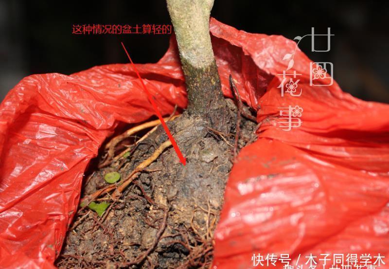 难点|养死过五六盆米兰花，总算得出了点经验：米兰的养护难点在于服盆