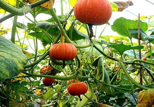 好处|吃南瓜好处多多,但南瓜不能和两种食物同食,告诉身边的人