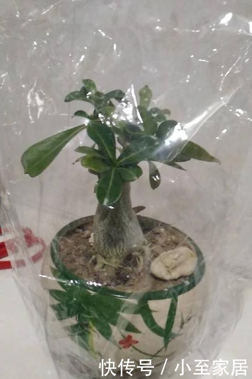 花盆|塑料袋用完先别扔,套在花盆上,用处多多!