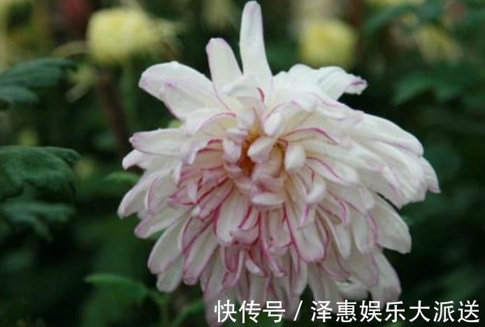 喜欢养菊,不如养盆“十大名菊”玉壶春,花似荷花,娇艳欲滴!美