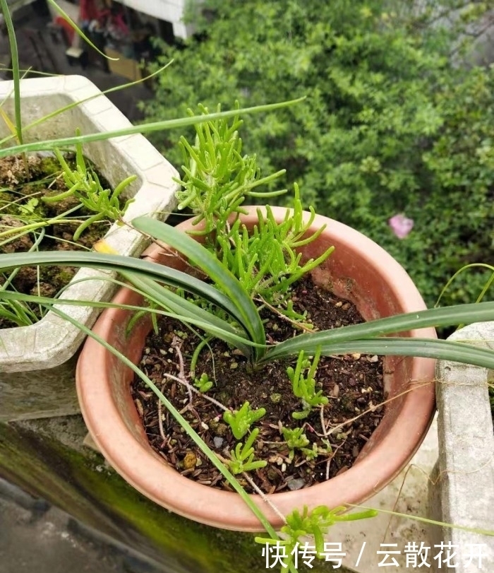 免费的多肉,总是活得特别好