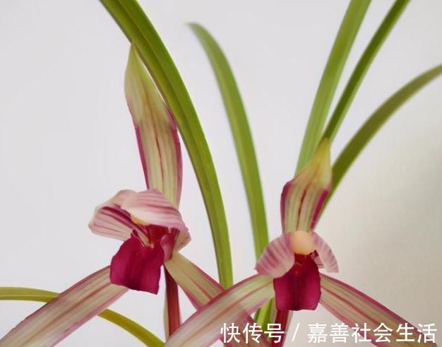 花色|同样都是色花名品,它们差距却不小,喜欢养兰的花友,千万别错过!