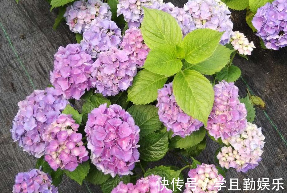 倒伏|夏季养殖绣球花,怕花大压弯枝头学会这几招,植株不倒伏