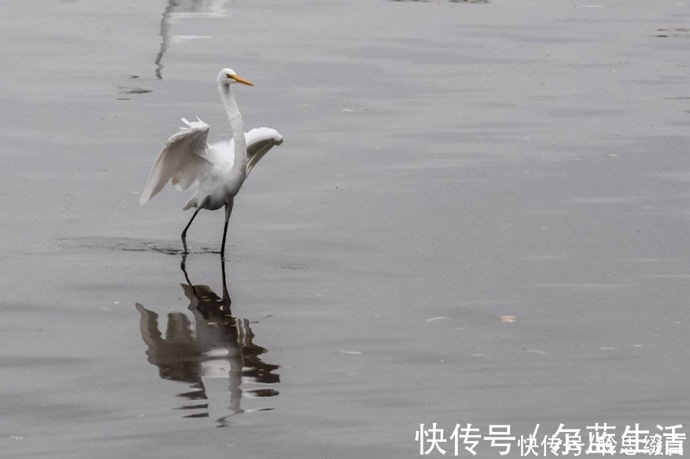 白鹭@南朝女诗人的一首小诗《沙上鹭》,读之激励人心