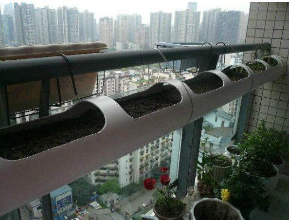 接婆婆来城里住，闲不住在阳台种菜，结果一年蔬菜都不用买了