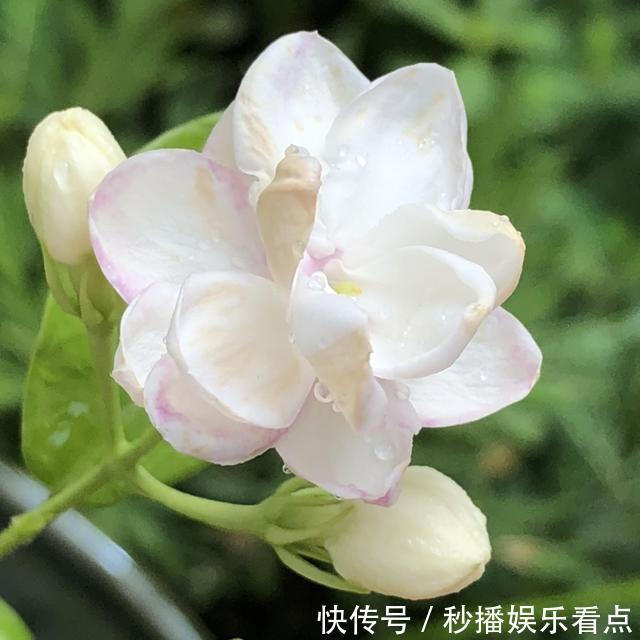 秋冬季节买花，3种花先别买了，入手后也后悔