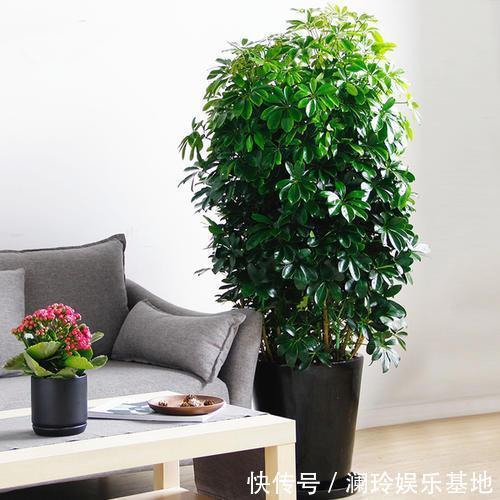 4种花很吉祥,再不喜欢也要养一盆,看着就富贵,空气一级棒