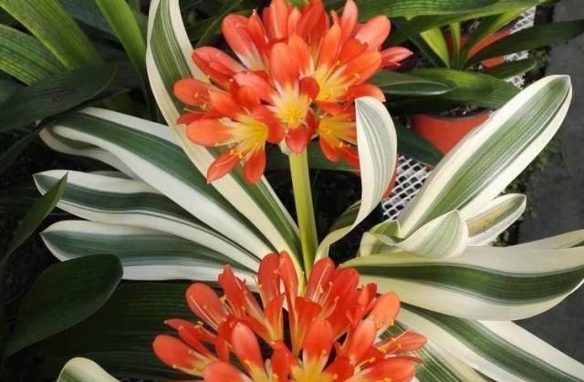 补肥|这种“大补肥”,君子兰最爱吃了,半个月用1次,新芽抽不停