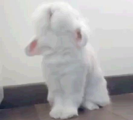 曝新|肖战《陈情令》又曝新花絮，片场奶音撒娇，兔子式打喷嚏另有隐情