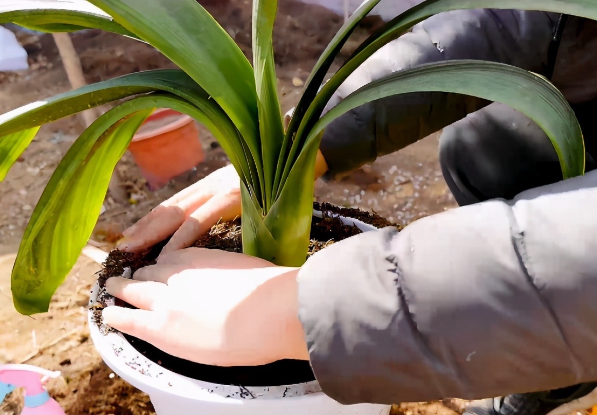 烂根干根|君子兰换盆要选对时间，最佳时期是现在，要掌握技巧，别盲目操作