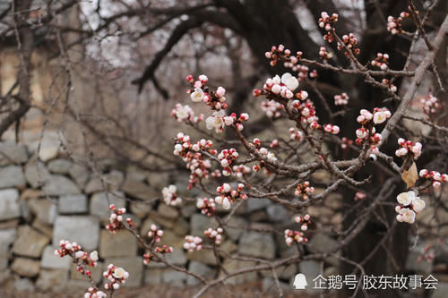 莱阳乡村风光：吕格庄镇刘海寺的杏花，已经“咕嘟嘴”了