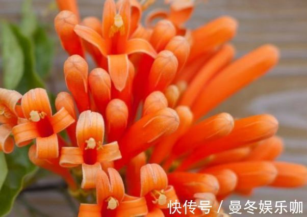 从4月25日开始,家养此款花卉,香气浓郁,花色似胭脂,鲜艳美丽