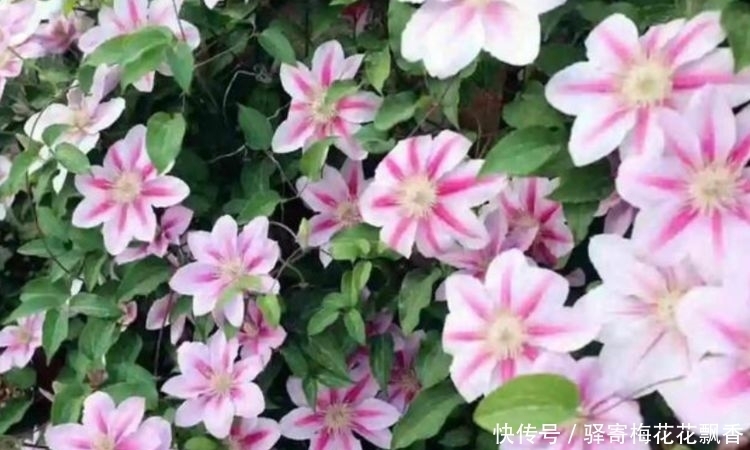 3种花是懒人的最爱,有阳光就爆盆,开满整个花盆,快养起来吧