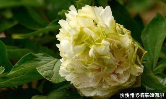 牡丹花|新手养花,不如养盆花中精品“豆绿”,色如青豆,清爽袭人