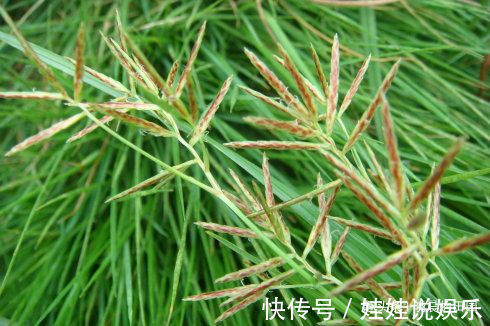 泡水|它专攻妇科炎症,又叫“回头草”,常用来泡水喝,子宫越来越健康