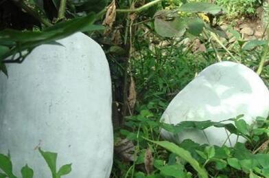 冬瓜藤|以前用来喂猪, 现在很多人都要抢着吃, 具有防癌的功效