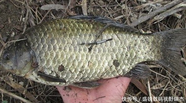 钓友们|野钓钓位不要相邻太近,孤单一些更加容易爆护