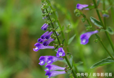 清热解毒|这两味药能抗癌、提高免疫力,配伍使用效果更好