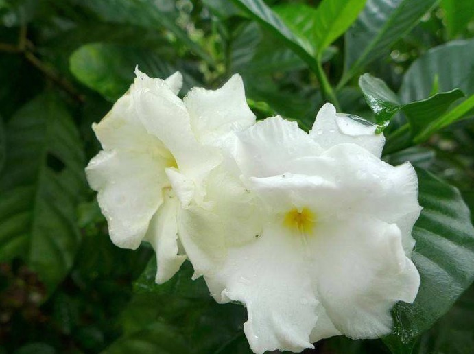 此花绿叶青翠欲滴，素白的花色看起来纯净如玉，代表了天真与希望