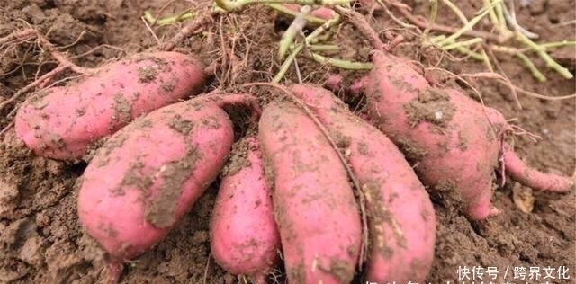 睡眠|红薯配上此物，大肚子平了，睡眠好了，女人不想满脸皱纹可以试试