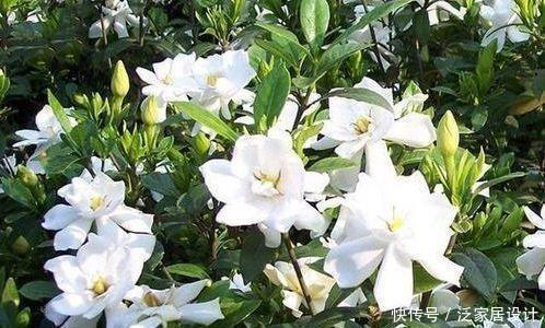 花苞|4款艳美的花卉，花大色艳花期长，一盆千百朵，枝头花苞满