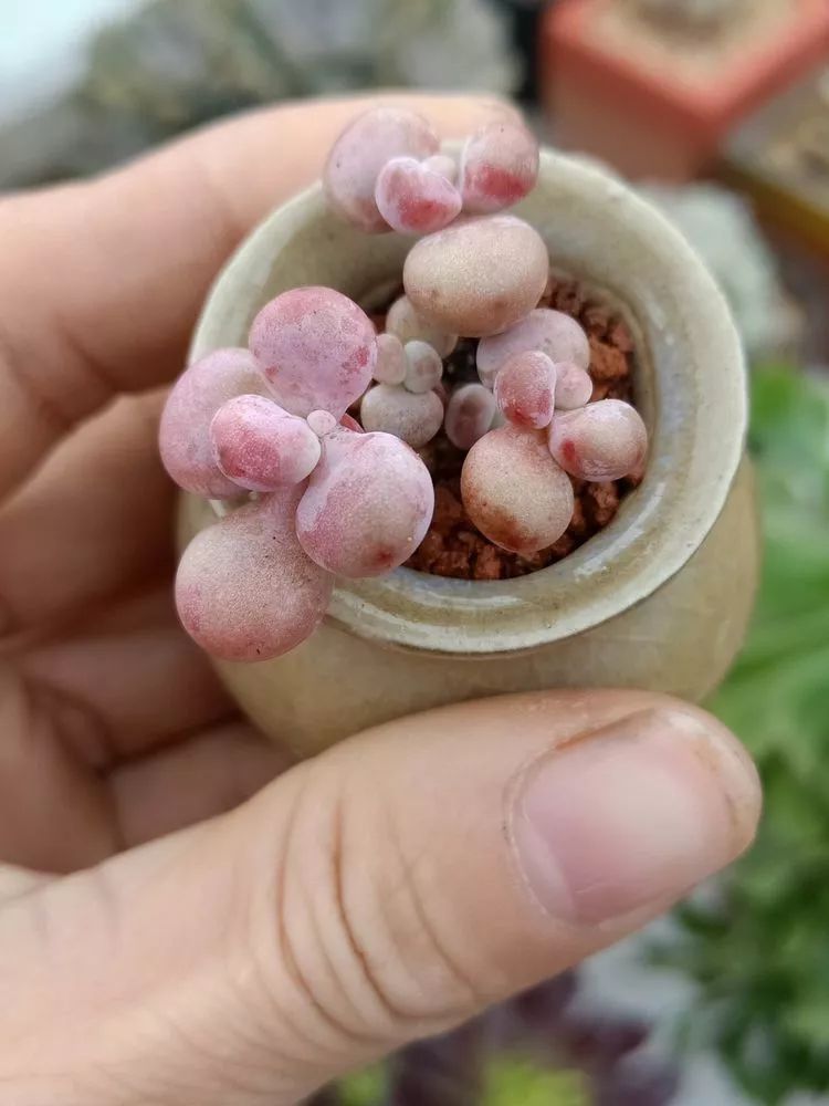 养多肉一年来的点点滴滴,一直在路上,一直惊喜不断!