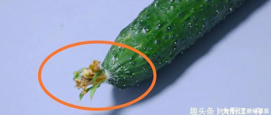 激素黄瓜|黄瓜打不打激素？看一眼这个“小机关”就知道，包你买不到催熟