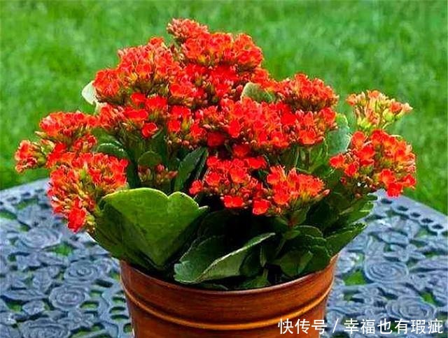 长寿花如何度过“夏难”早做1件事,避开3个坑,轻松开爆盆