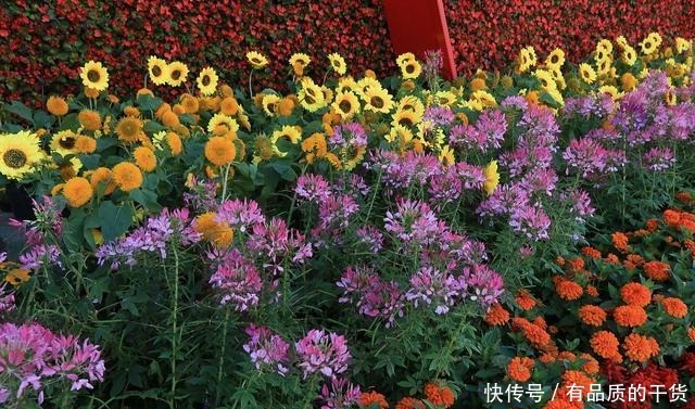 5月养这3种花,多用磷酸二氢钾,开花多!