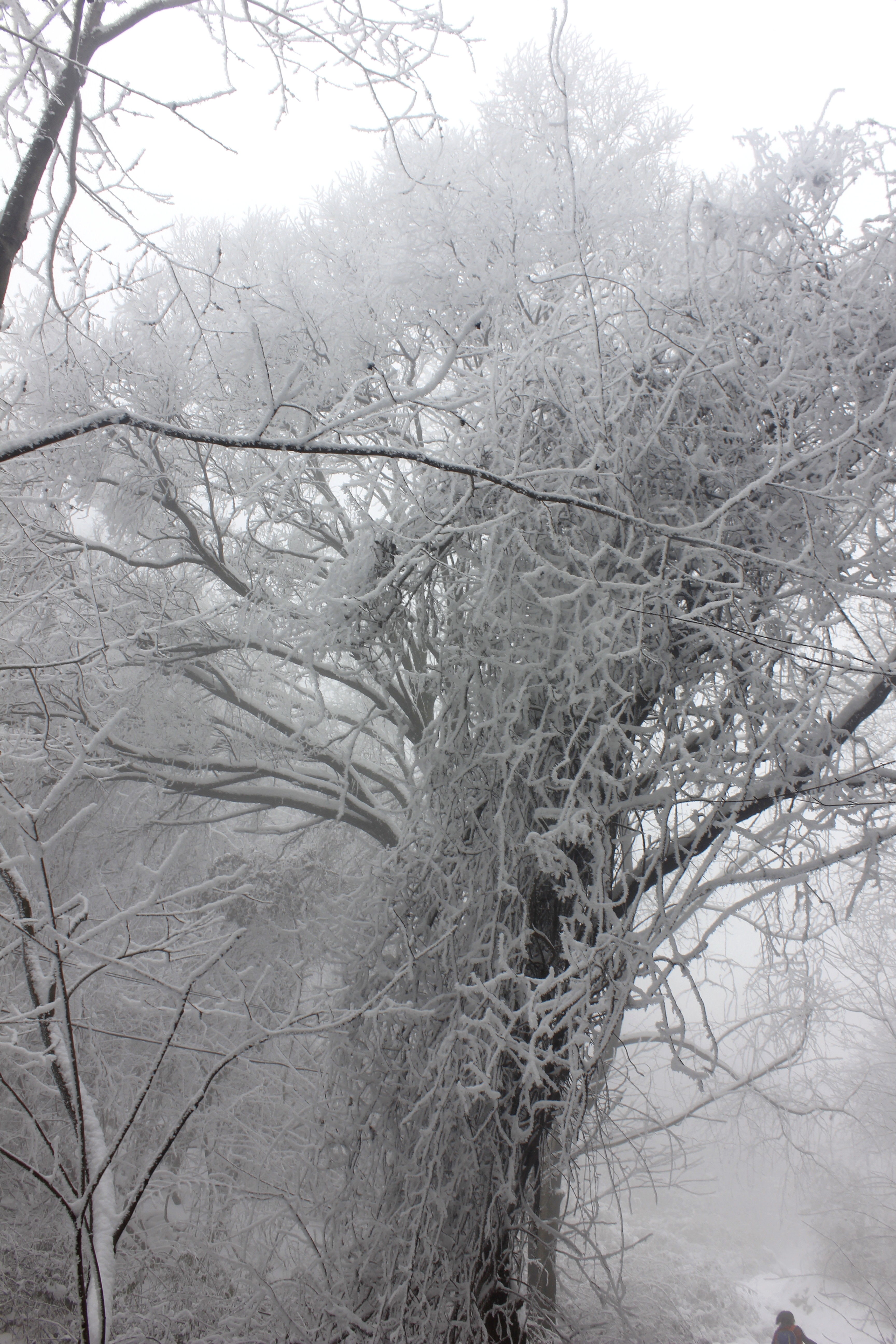 征集|【年末福利征集】雪后南五台幸遇云海