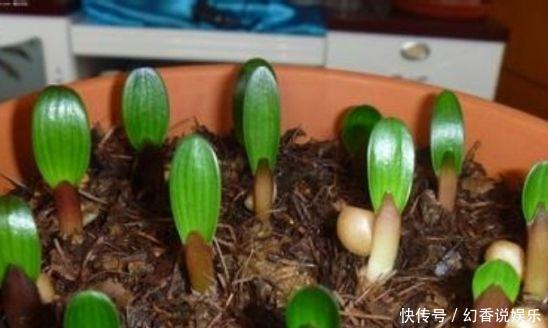 想要养好君子兰，这五个方法不要做容易烂根，新手朋友要注意