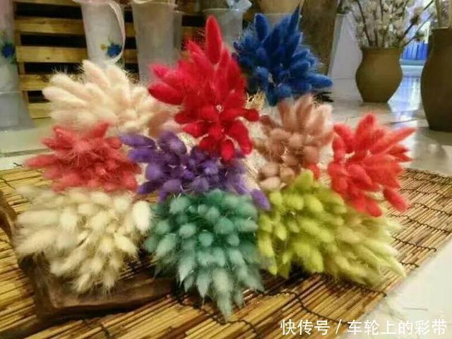 吊兰长满小金鱼,养上5年,越养越上瘾!