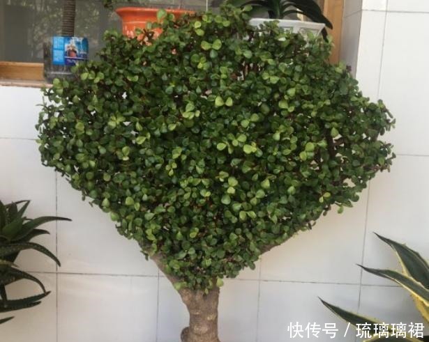 金枝玉叶这么剪,越剪越好看,变成盆景老桩,越养越值钱!