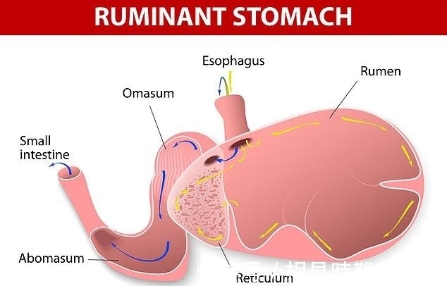 细菌|新研究发现:牛靠吃草长肌肉,所以能消化塑料,牛为什么这么牛?