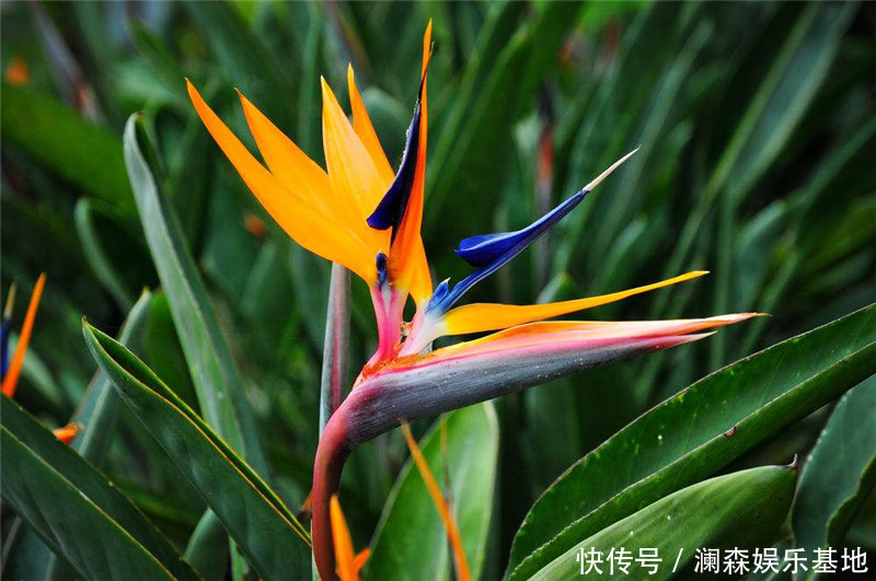 此花是一种高贵的花,就像是飞舞的小鸟一样,代表着双宿双飞