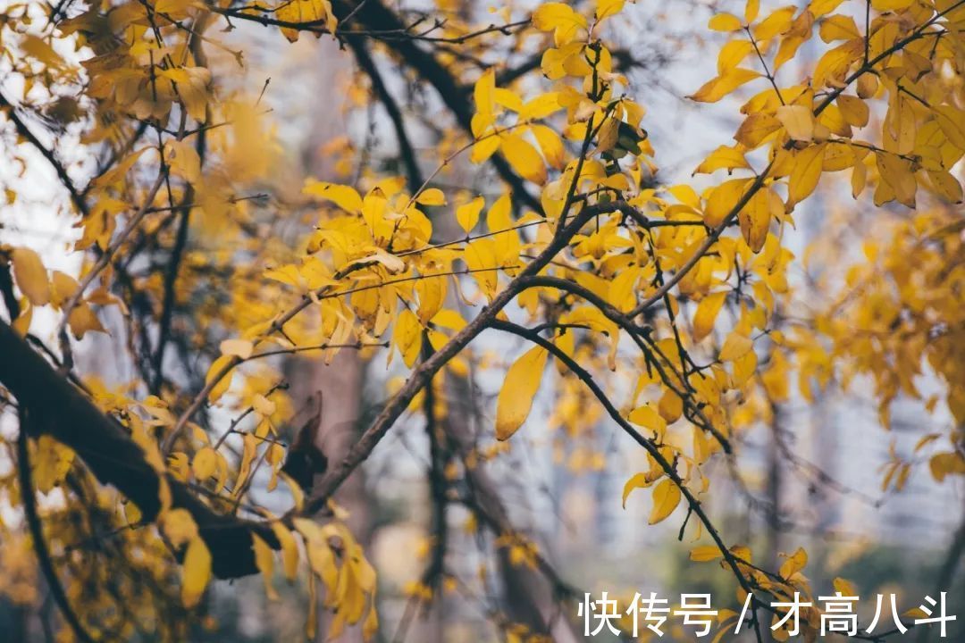 诗词!岁月沧桑,8句诗词,感受古人的人生领悟!