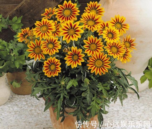 花卉|适合新手种在院子的3种花草,香飘满园满屋香,每天睡眠都好