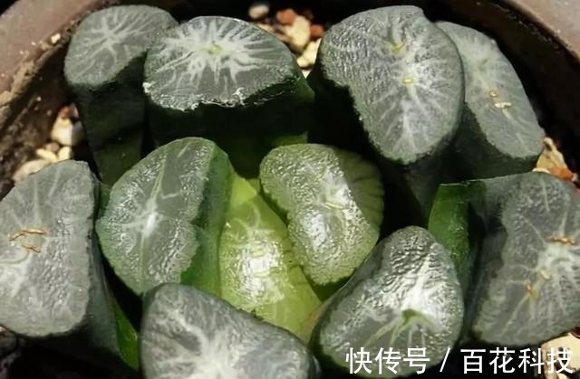 要点|60种多肉图鉴及养护要点,1分钟学会,超全超实用!