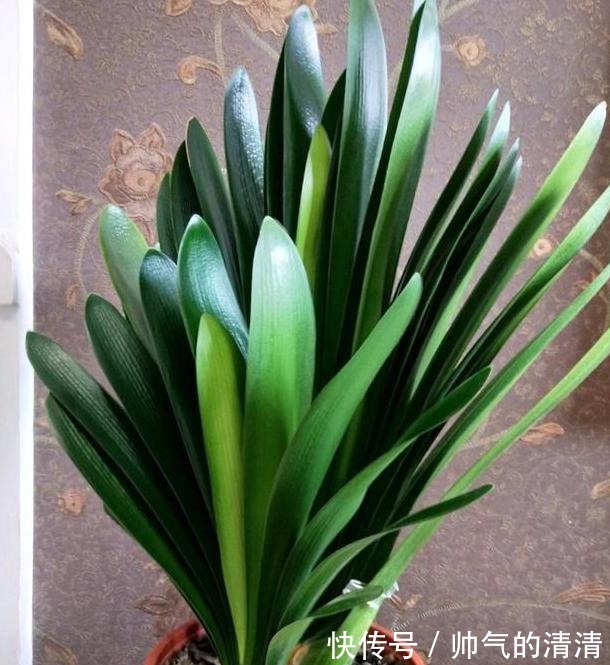 新芽|如何养殖君子兰,侧芽蹭蹭往外冒施肥用它们,盆栽新芽窜不停