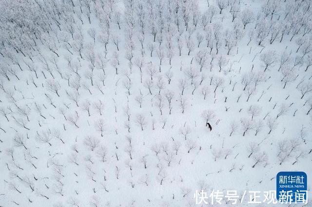 藏布大峡谷|正观天下:壮美的雅鲁藏布大峡谷雪景