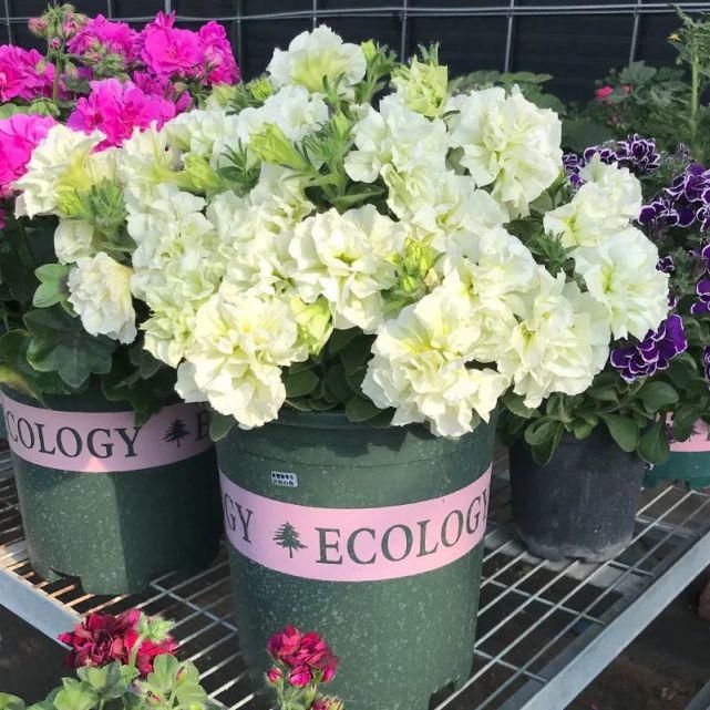 红花|今年最流行的网红花，养家里上档次，邻居看了太眼馋