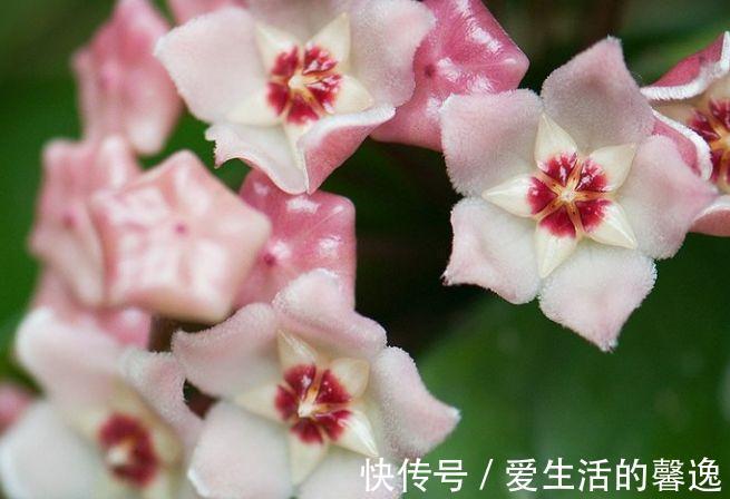 月季|农历6月25号起，最适合养这些花，分分钟养爆盆，花开绚丽