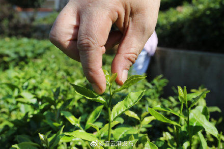 秋茶|云台山秋茶开始采摘