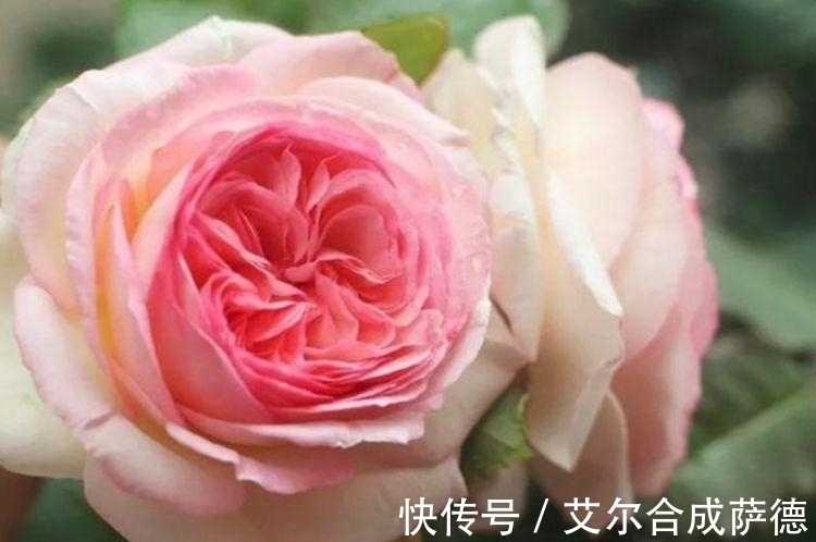 4种花全年都开花,养在阳台特合适,浇水就疯长,开花爆盆很容易