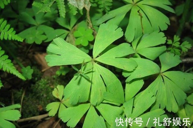 这些花长得真美,却频频灭绝,要是真没了,太可惜了!