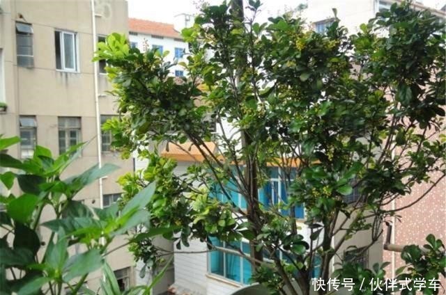 植株|有1种“体液”，人们常浪费，殊不知，是花草最爱，比黄豆水都肥！