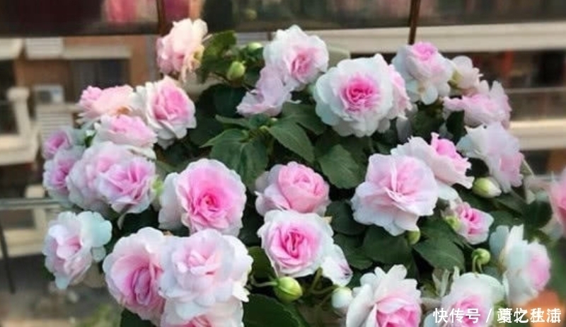 福运花|3种福运花,自带福气好养活,越热开花越旺,开成漂亮小花园!