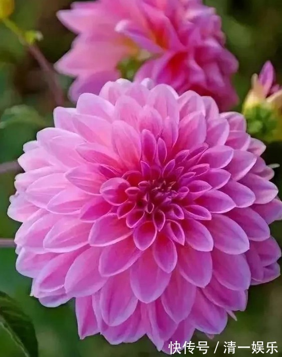 3种花是“开花小能手”，花开爆盆美如花，枝头窜满花苞，美