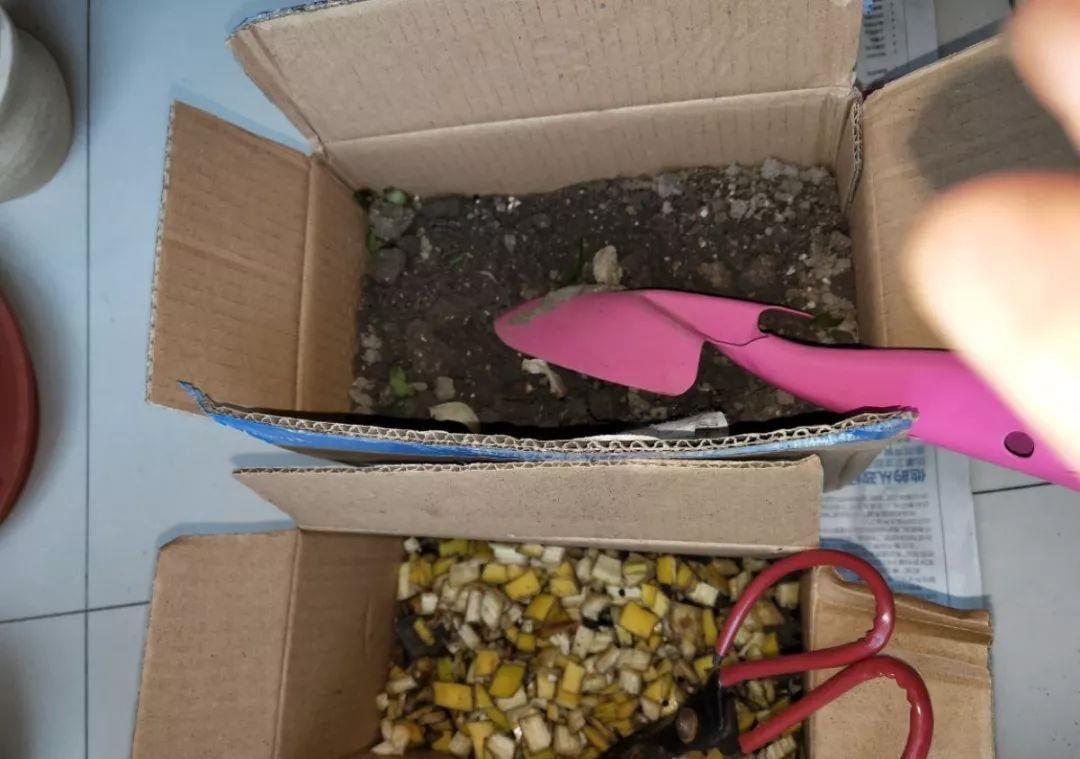 家里吃剩的果皮,拿来养花嗖嗖长,不黄叶、开花多